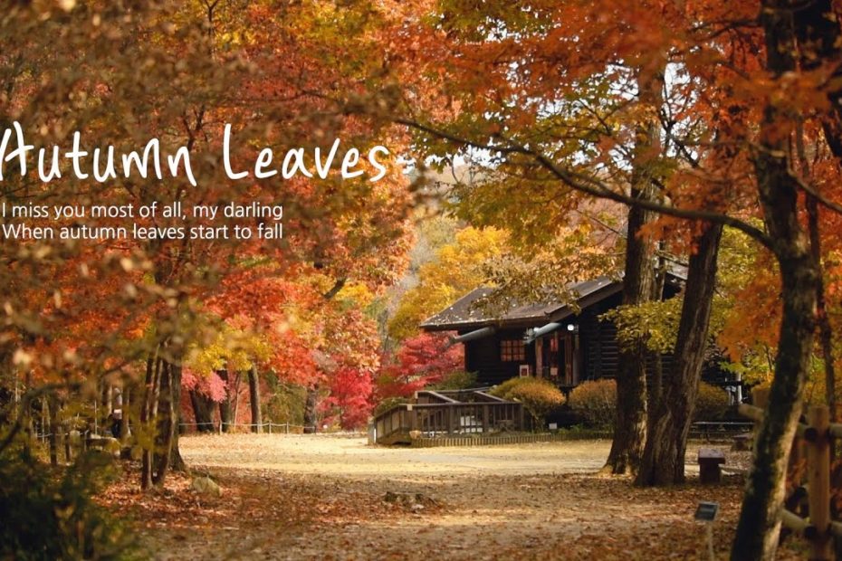 가을빛에 물들다 | 가을 단풍 | Autumn Leaves | 감성영상 | 가을풍경 | 포천 국립수목원 | 국내 가을여행지 추천
