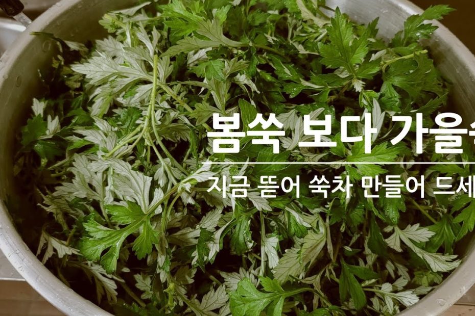 가을쑥으로 쑥차만들기/making autumn mugwort tea/쑥효능/성인병특효/콜레스테롤 낮추어줌/자궁건강/위장건강/노화예방/