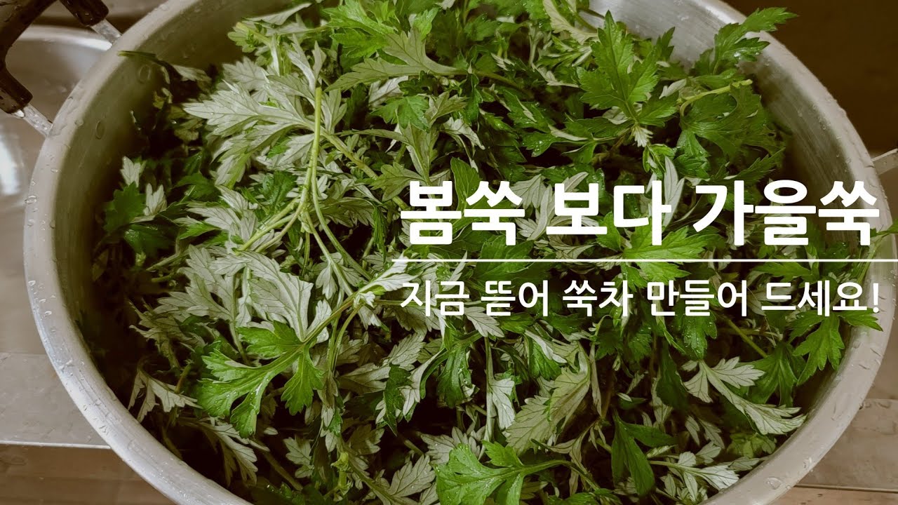 가을쑥으로 쑥차만들기/making autumn mugwort tea/쑥효능/성인병특효/콜레스테롤 낮추어줌/자궁건강/위장건강/노화예방/
