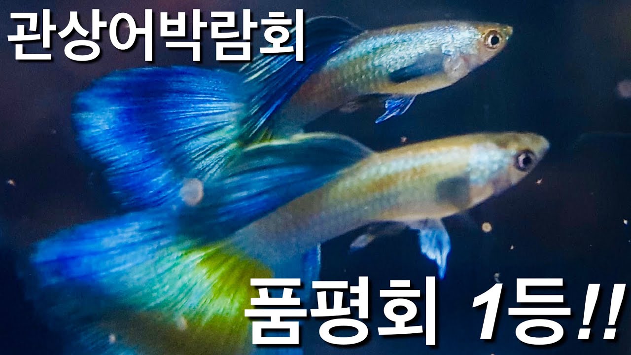세상에서 가장 화려한 구피 15종 연속 소개..  거장 브리더들의 미친 결과물ㄷㄷ(2019 관상어박람회 품평회 수상개체 포함)