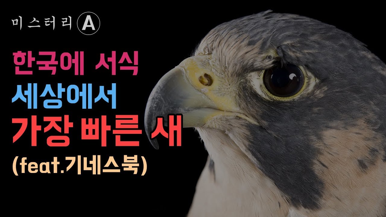 한국에 존재하는 세계에서 가장 빠른 새 / Peregrine Falcon