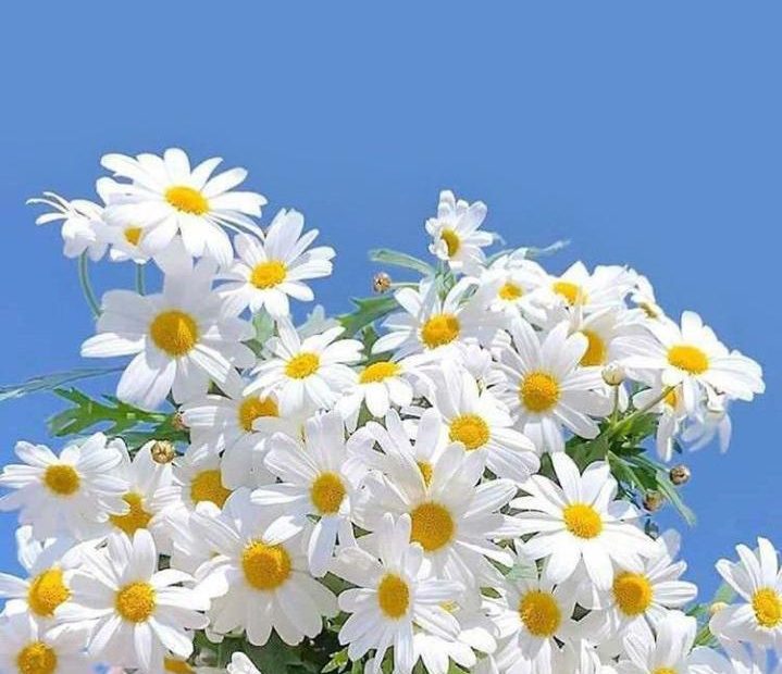 아이폰 여름 배경화면 감성 바다 꽃 : 네이버 블로그 | Flower Aesthetic, Daisy Wallpaper, Flower  Iphone Wallpaper